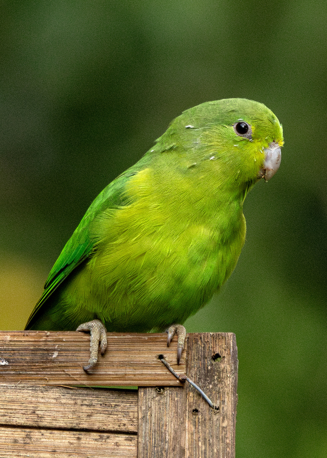 Tuim ♀ (Forpus xanthopterygius)