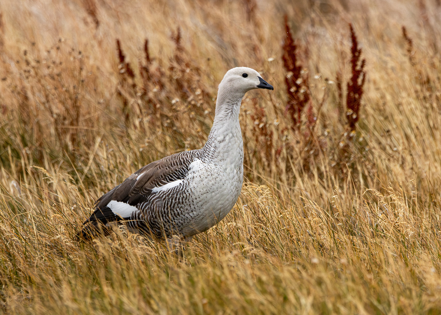 Cauquén común ♀ (Chloephaga picta)