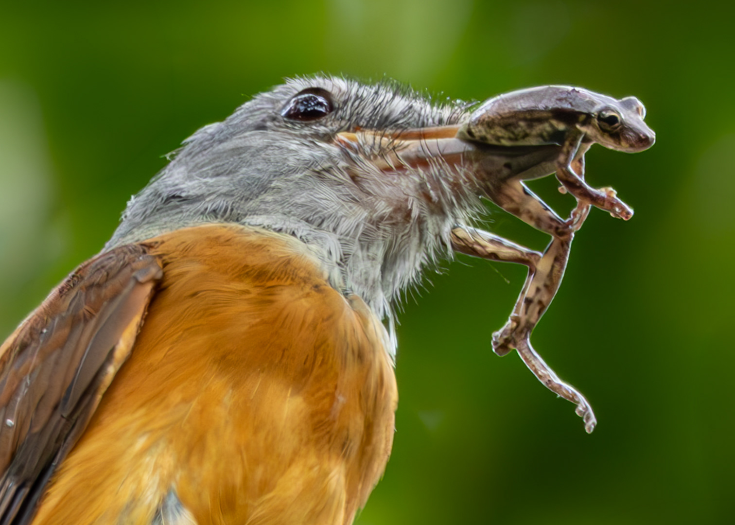 Capitão-de-saíra (Attila rufus)