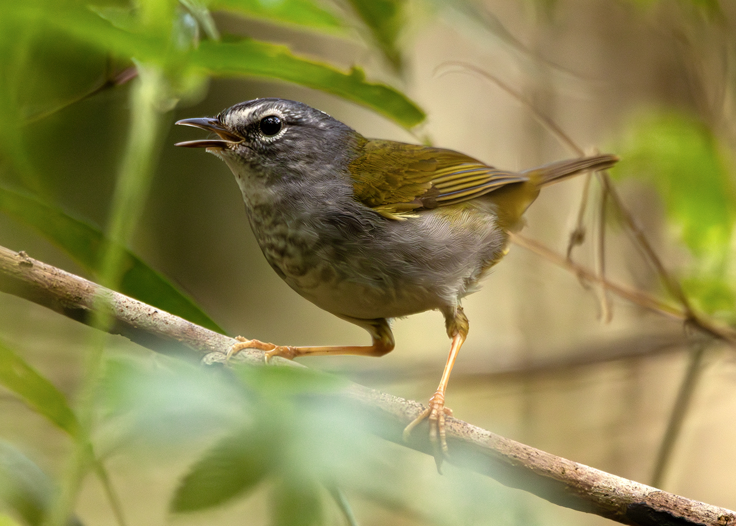 Pula-pula-assobiador (Myiothlypis leucoblephara)