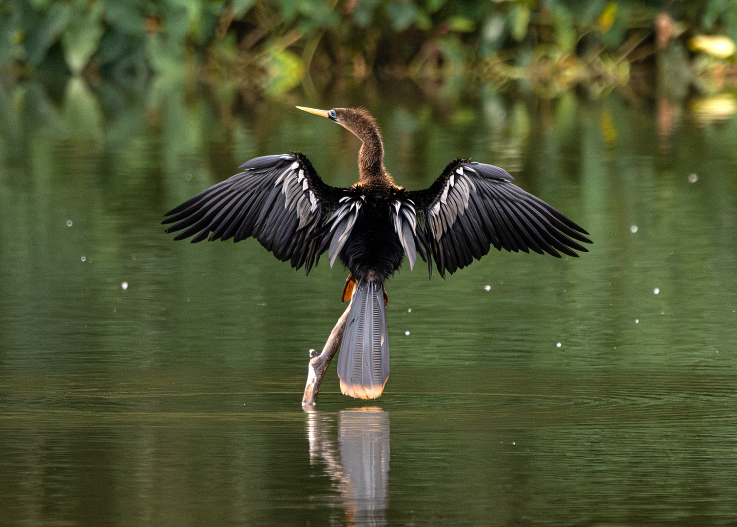 Biguatinga ♀ (Anhinga anhinga)