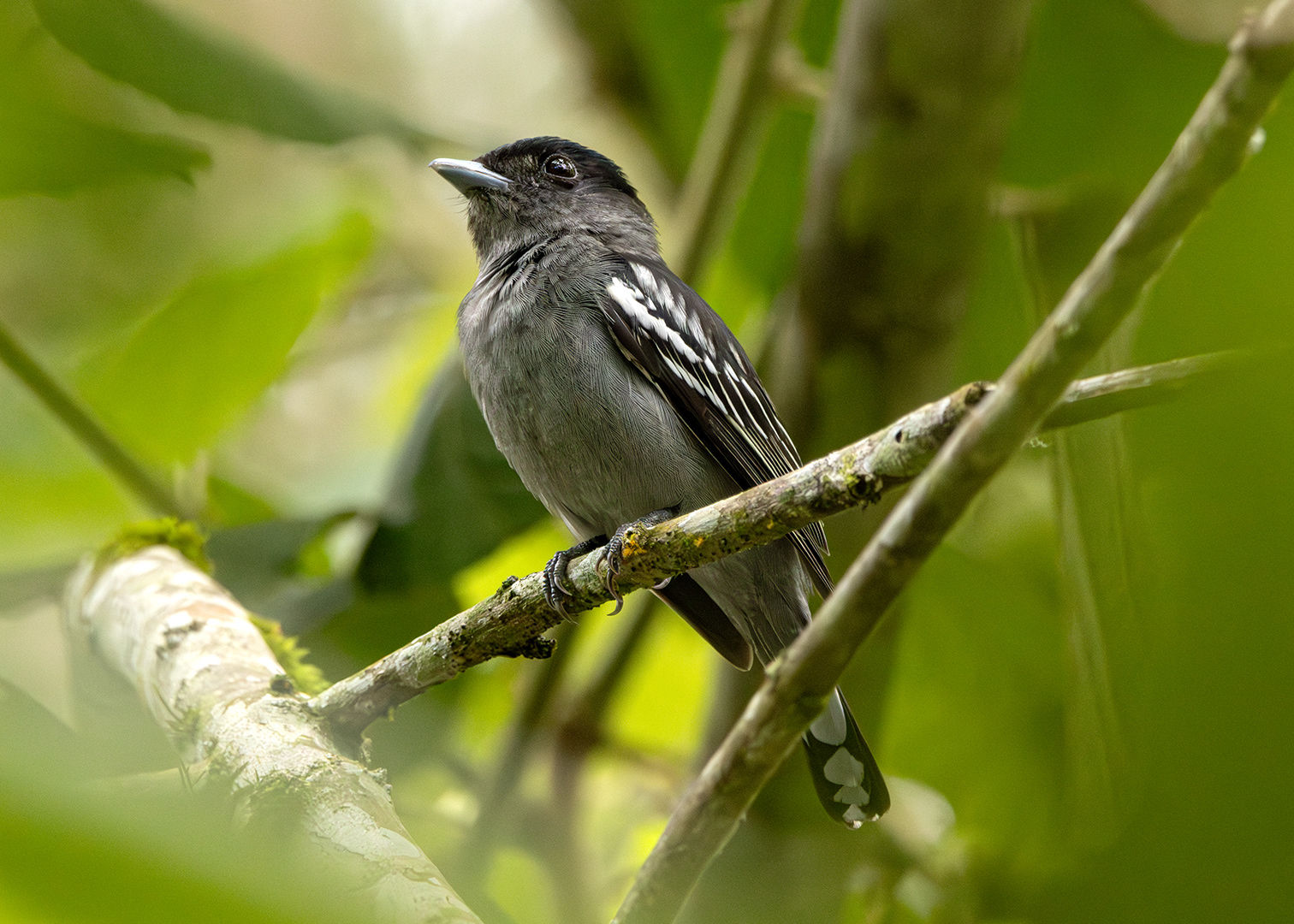 Caneleiro-preto ♂ (Pachyramphus polychopterus)