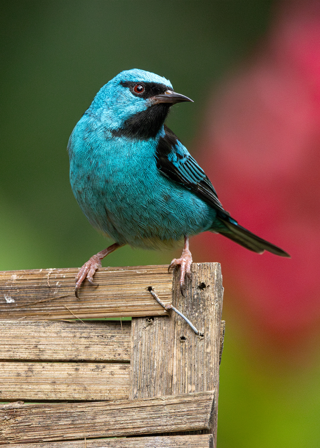 Saí-azul ♂ (Dacnis cayana)