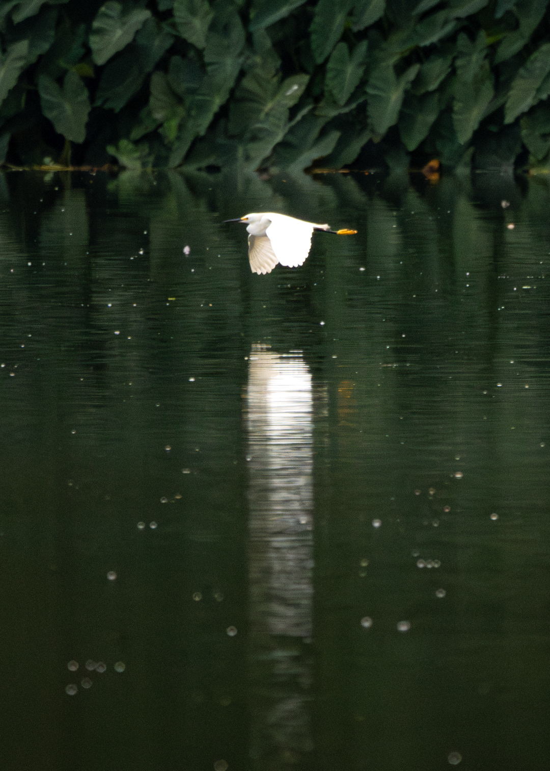 Garça-branca-pequena (Egretta thula)