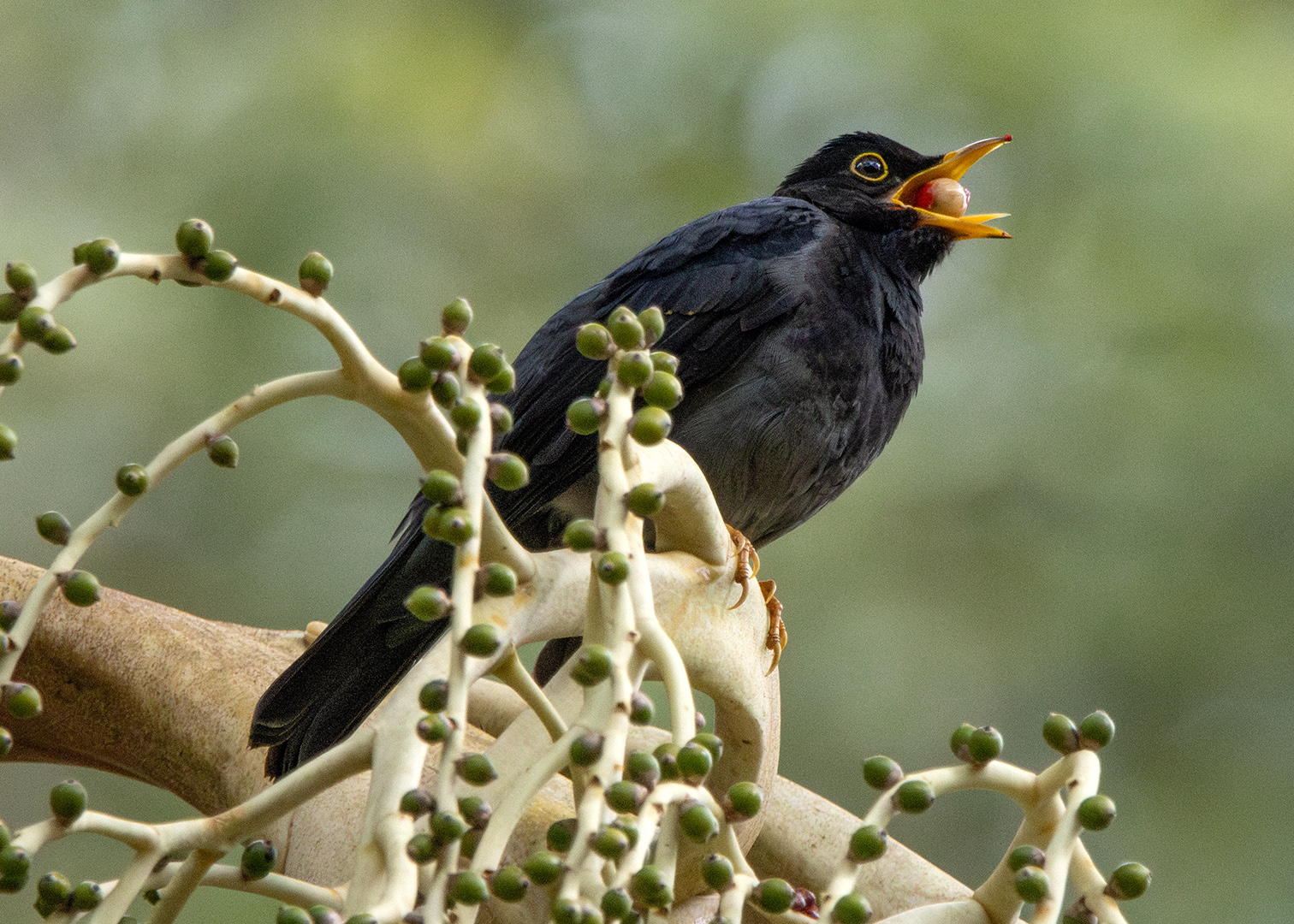 Sabiá-una (Turdus flavipes)