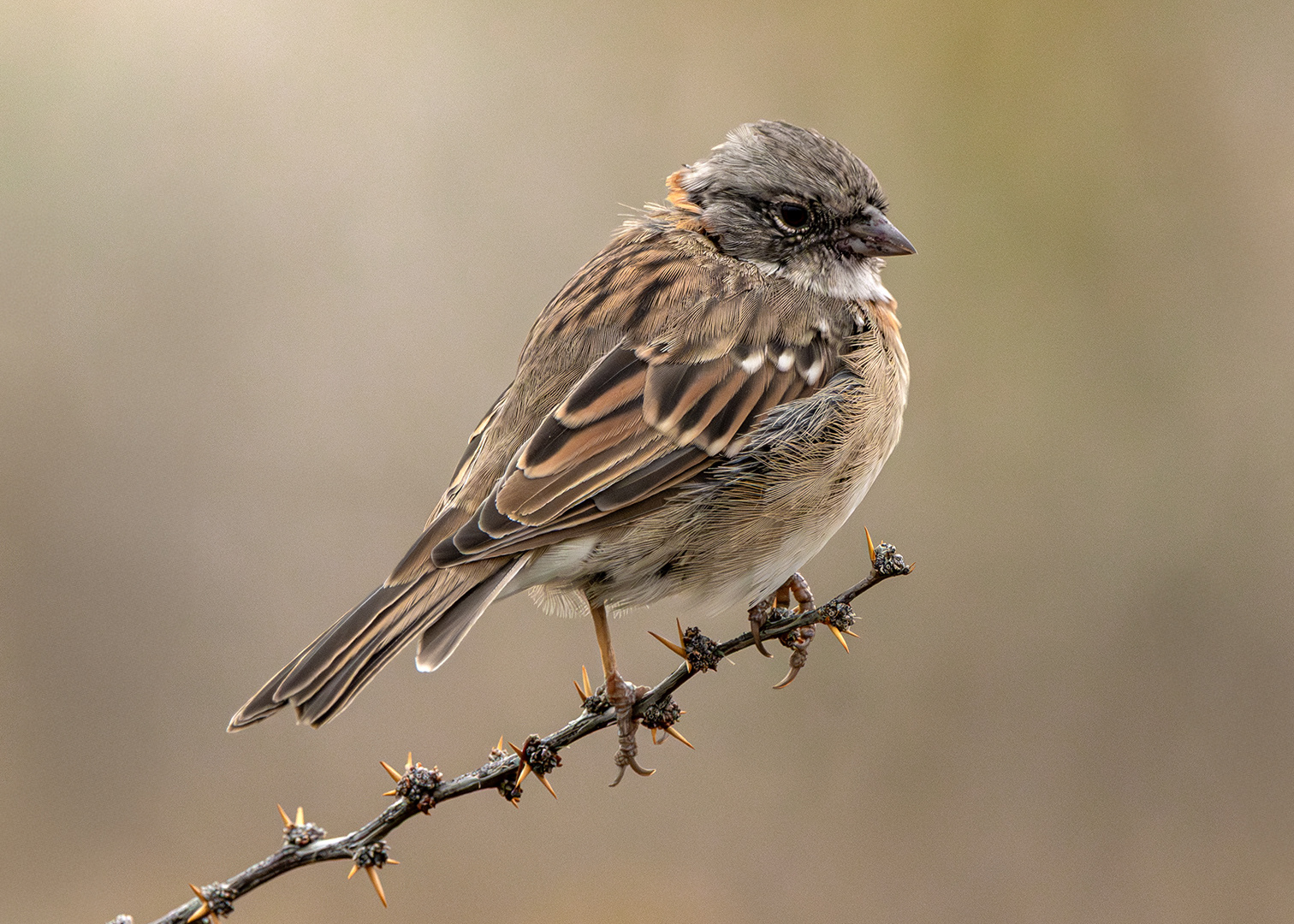 Chingolo común (Zonotrichia capensis)