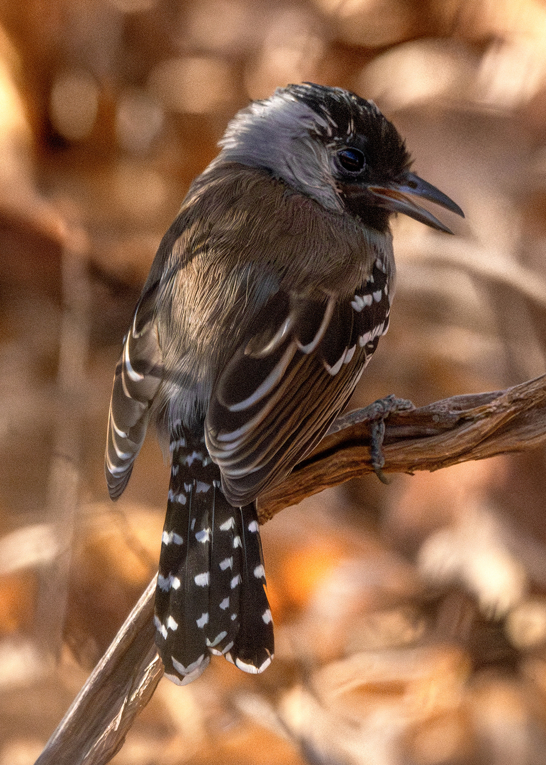 Choca-do-nordeste ♂ (Sakesphoroides cristatus)