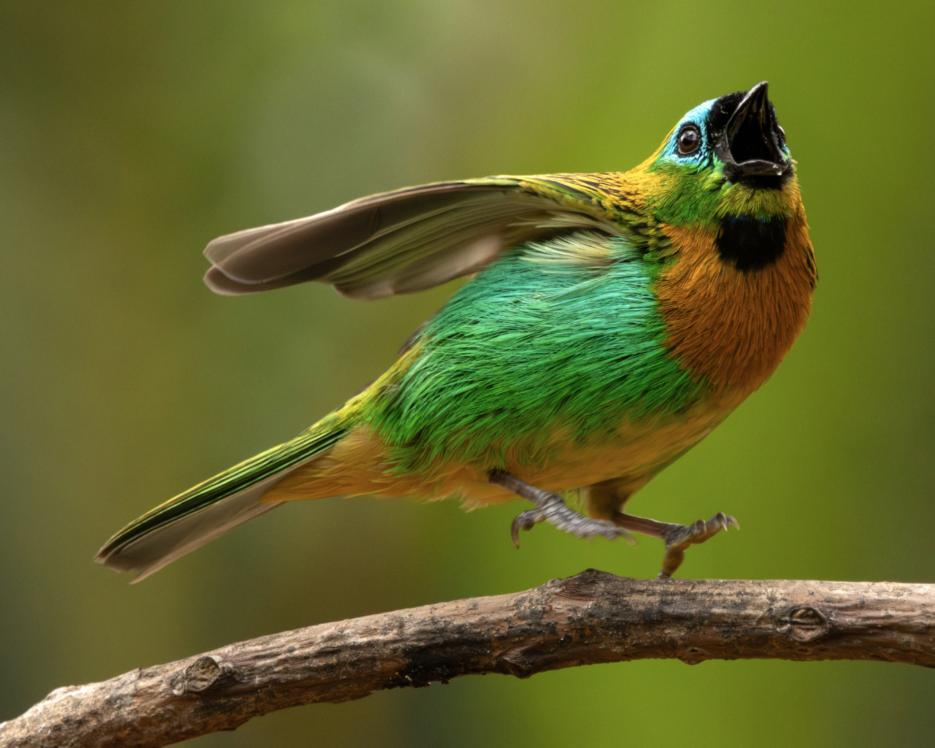 Saíra-lagarta (Tangara desmaresti)