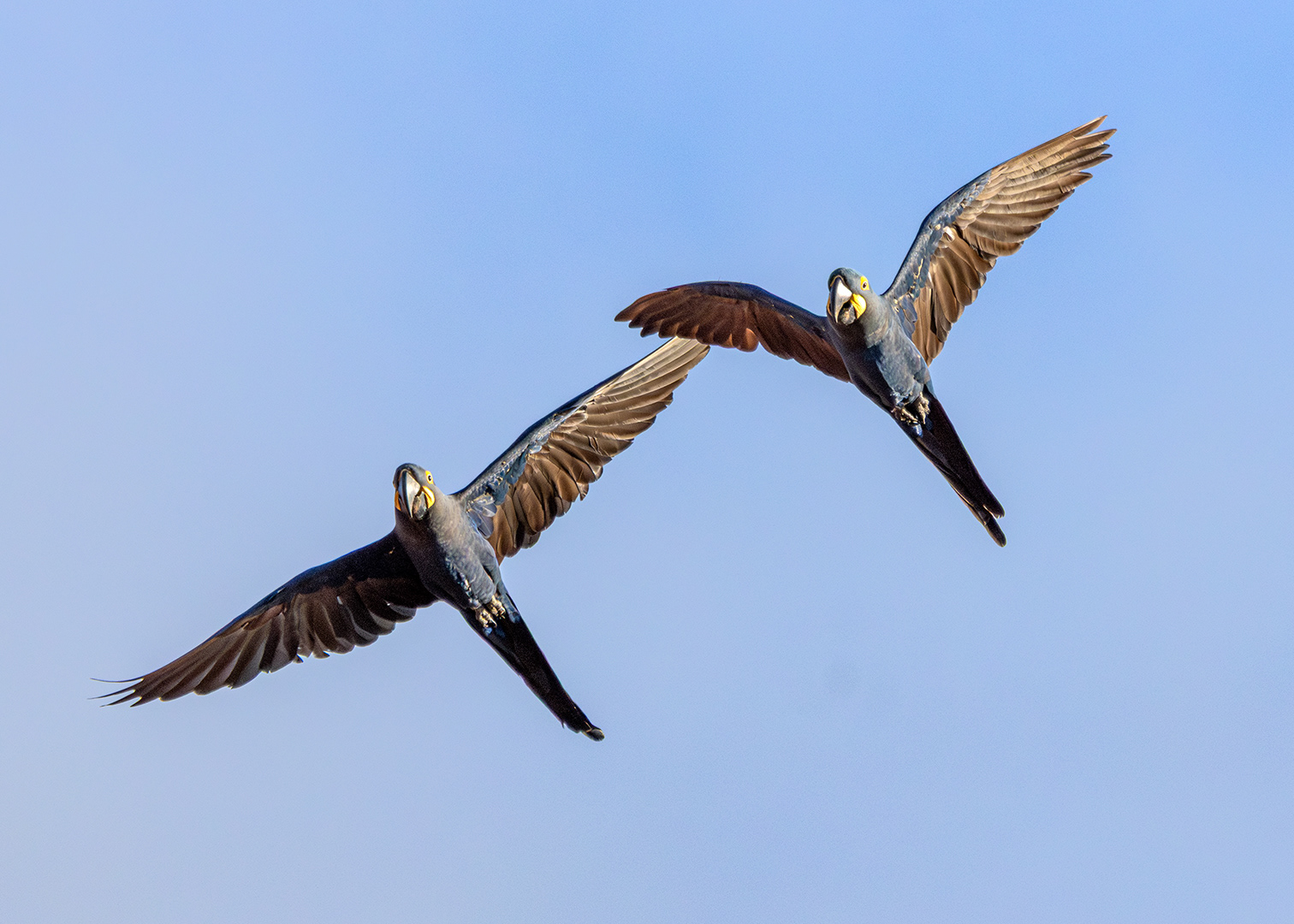 Arara-azul-da-caatinga (Anodorhynchus leari) - Canudos, BA
