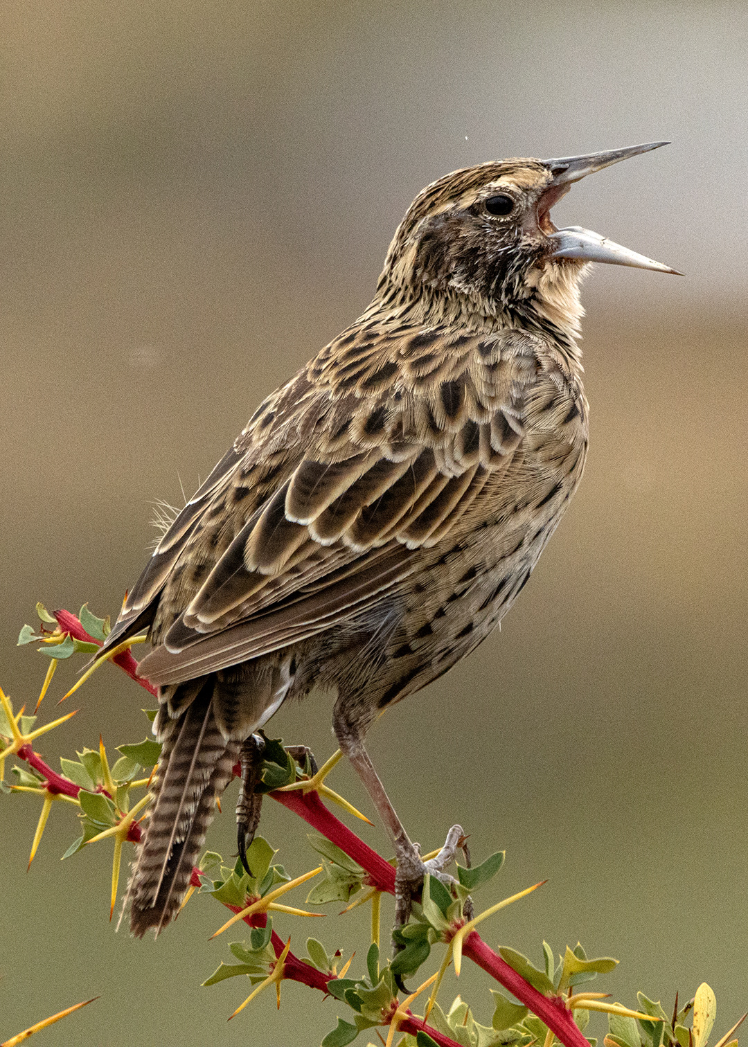 Loica ♀ (Leistes loyca)