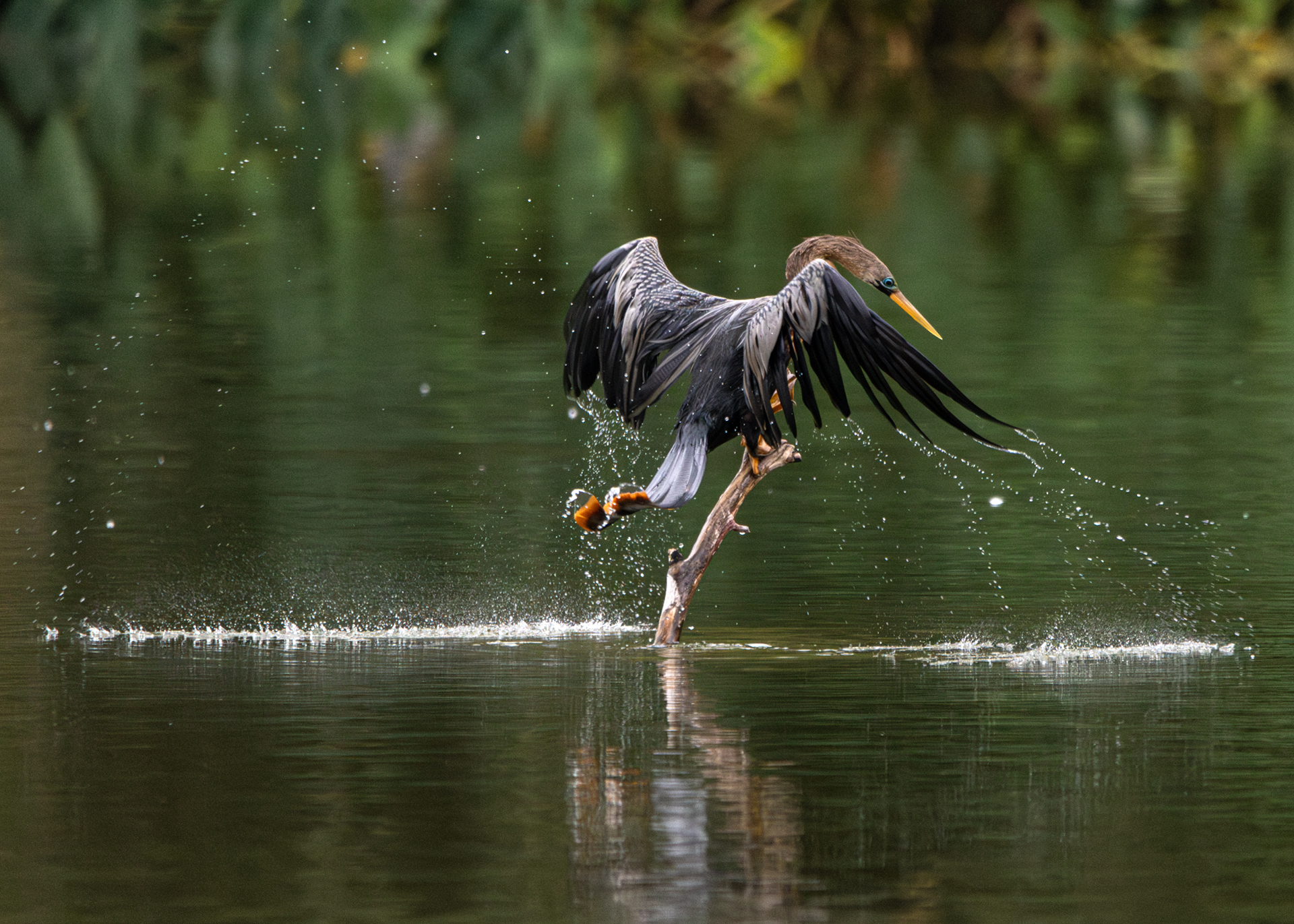 Biguatinga ♀ (Anhinga anhinga)
