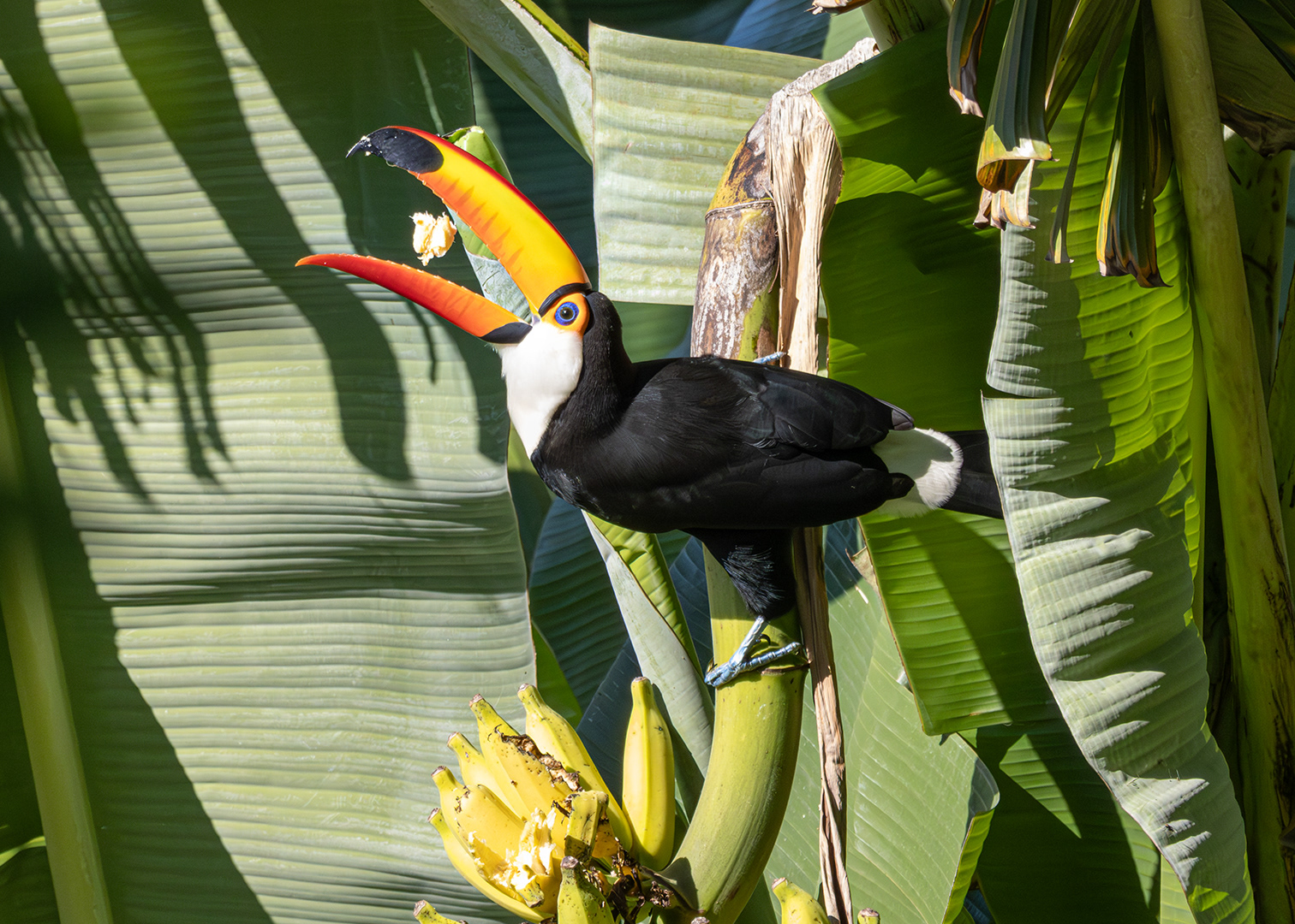 Tucanuçu (Ramphastos toco)