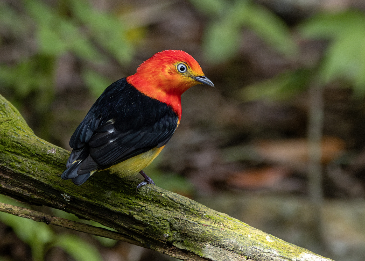 Uirapuru-laranja ♂ (Pipra fasciicauda)