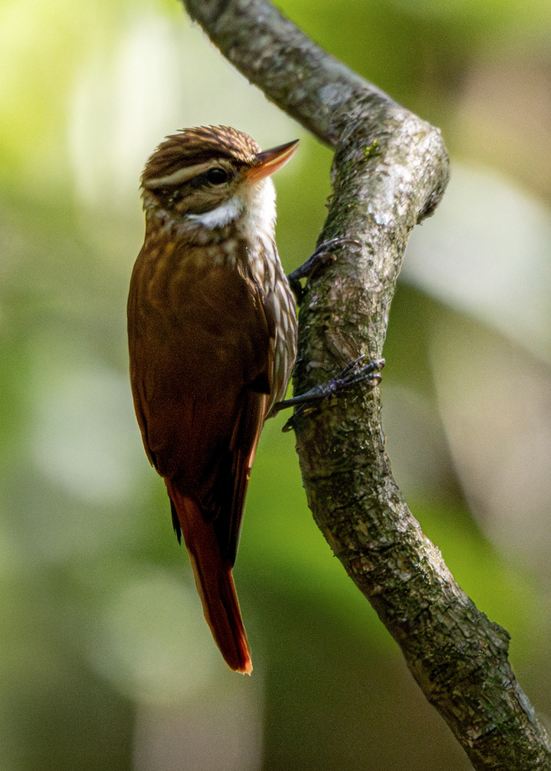 Bico-virado-carijó (Xenops rutilans)