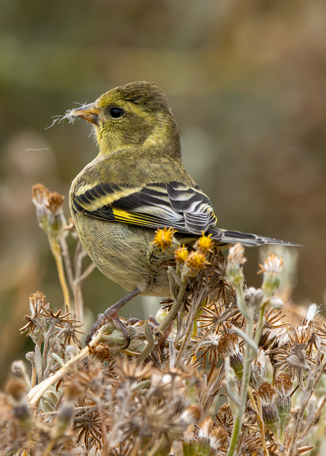 Cabecita negra austral (Spinus barbatus)