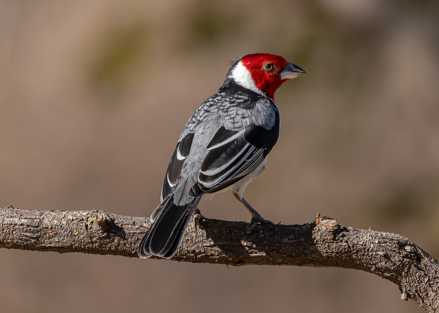 Galo-de-campina (Paroaria dominicana)