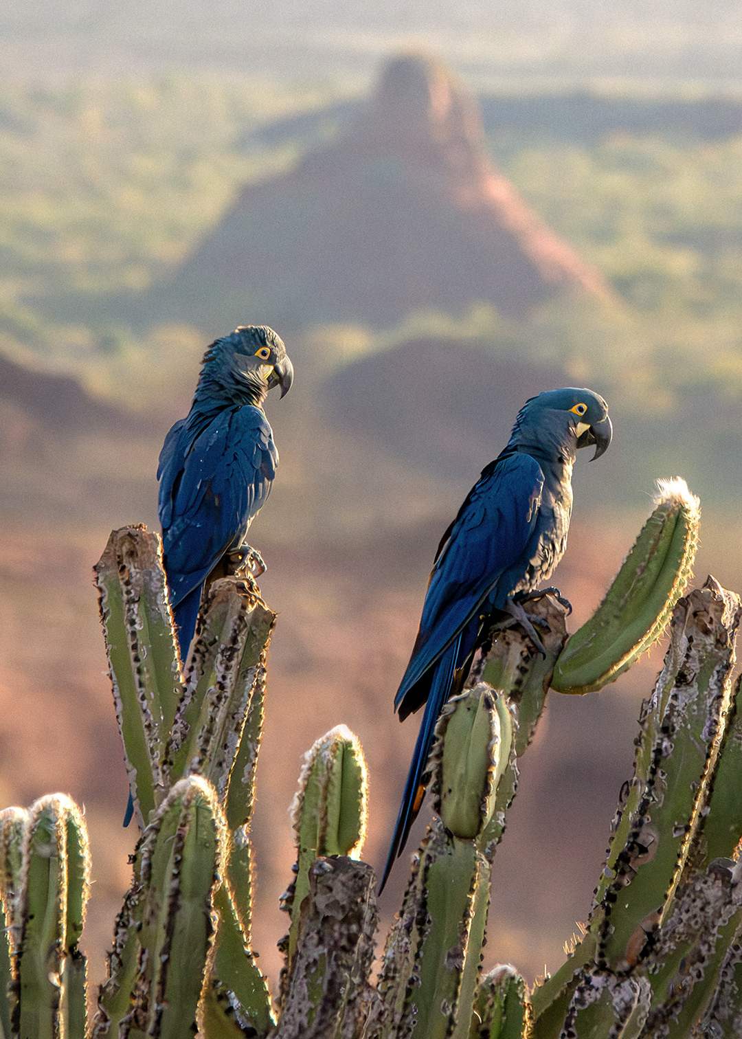 Arara-azul-da-caatinga (Anodorhynchus leari)