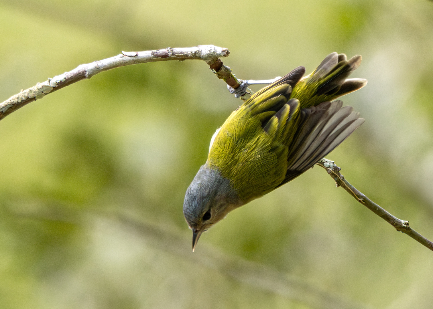 Figuinha-de-rabo-castanho ♀ (Conirostrum speciosum)