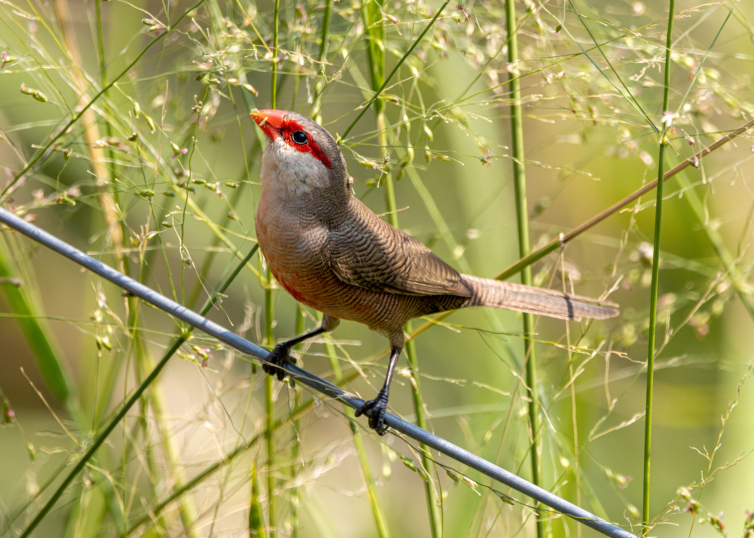 Bico-de-lacre (Estrilda astrild)
