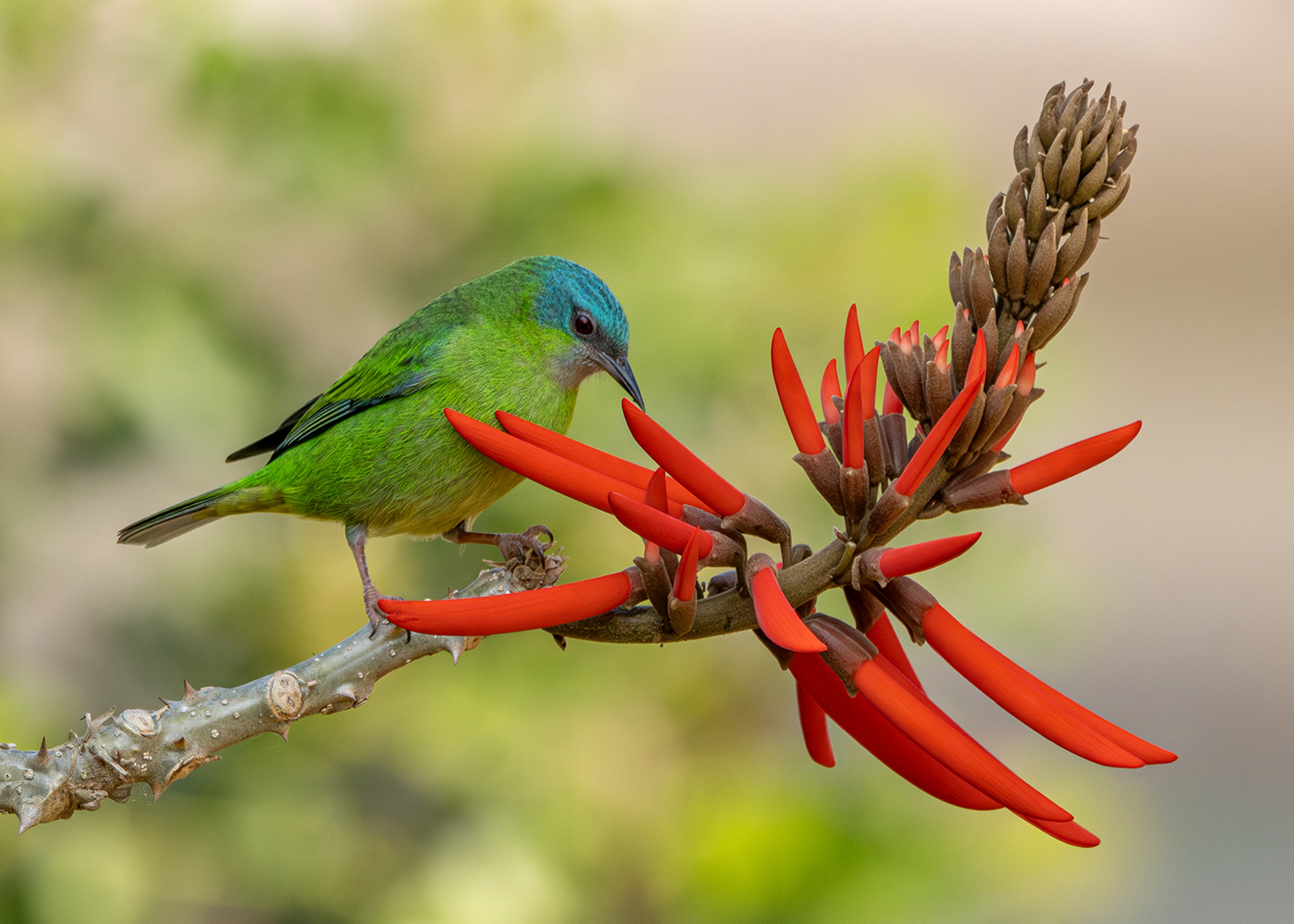 Saí-azul ♀ (Dacnis cayana)