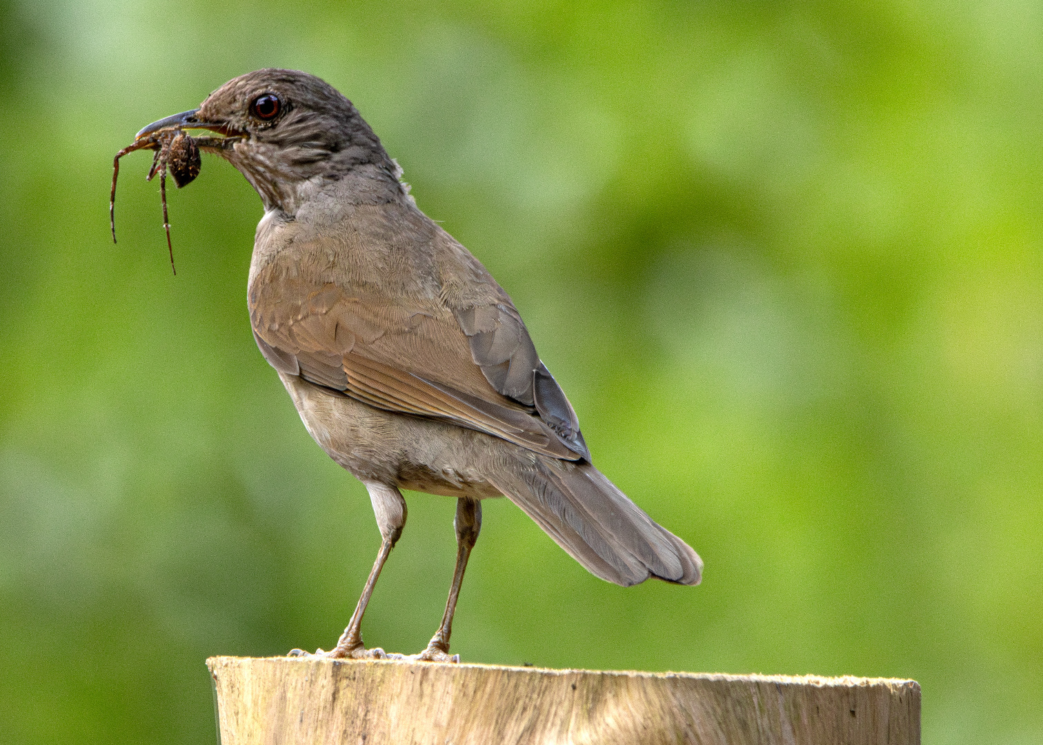 Sabiá-barranco (Turdus leucomelas)