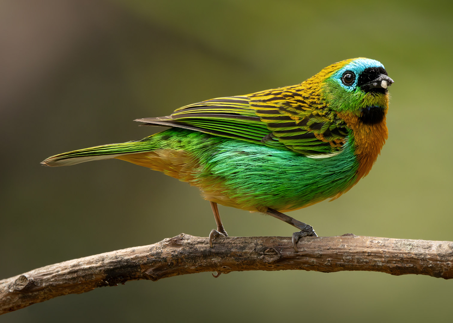 Saíra-lagarta (Tangara Desmaresti)