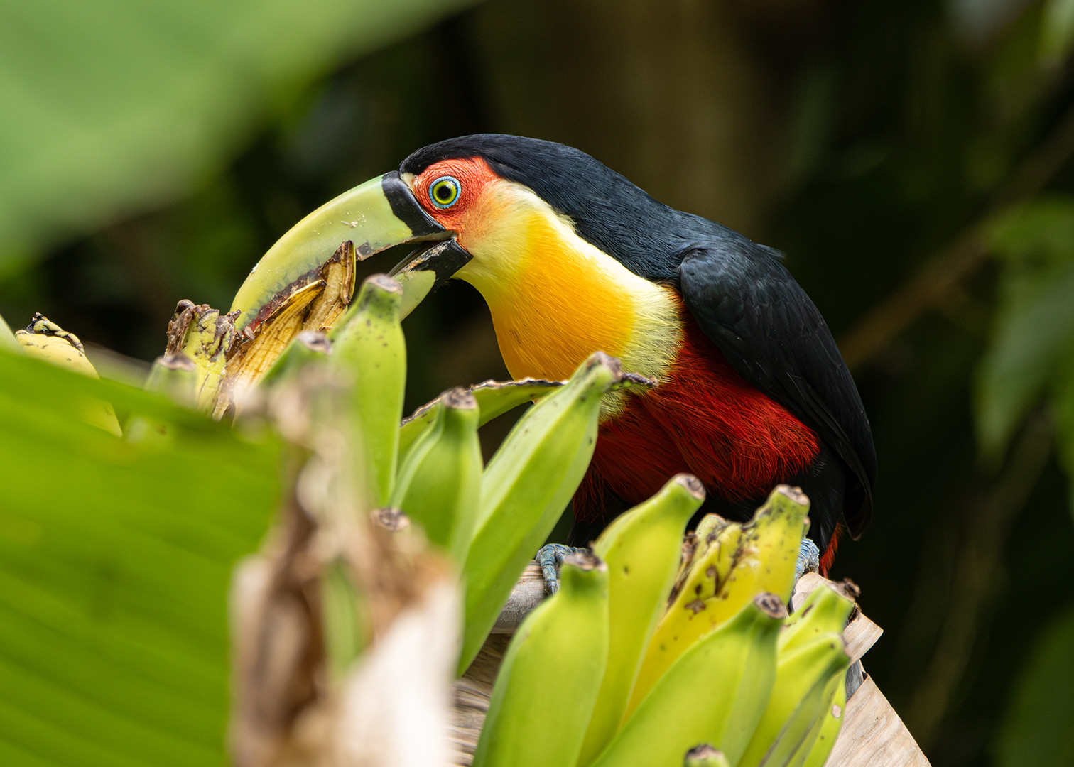 Tucano-de-bico-verde (Ramphastos dicolorus)