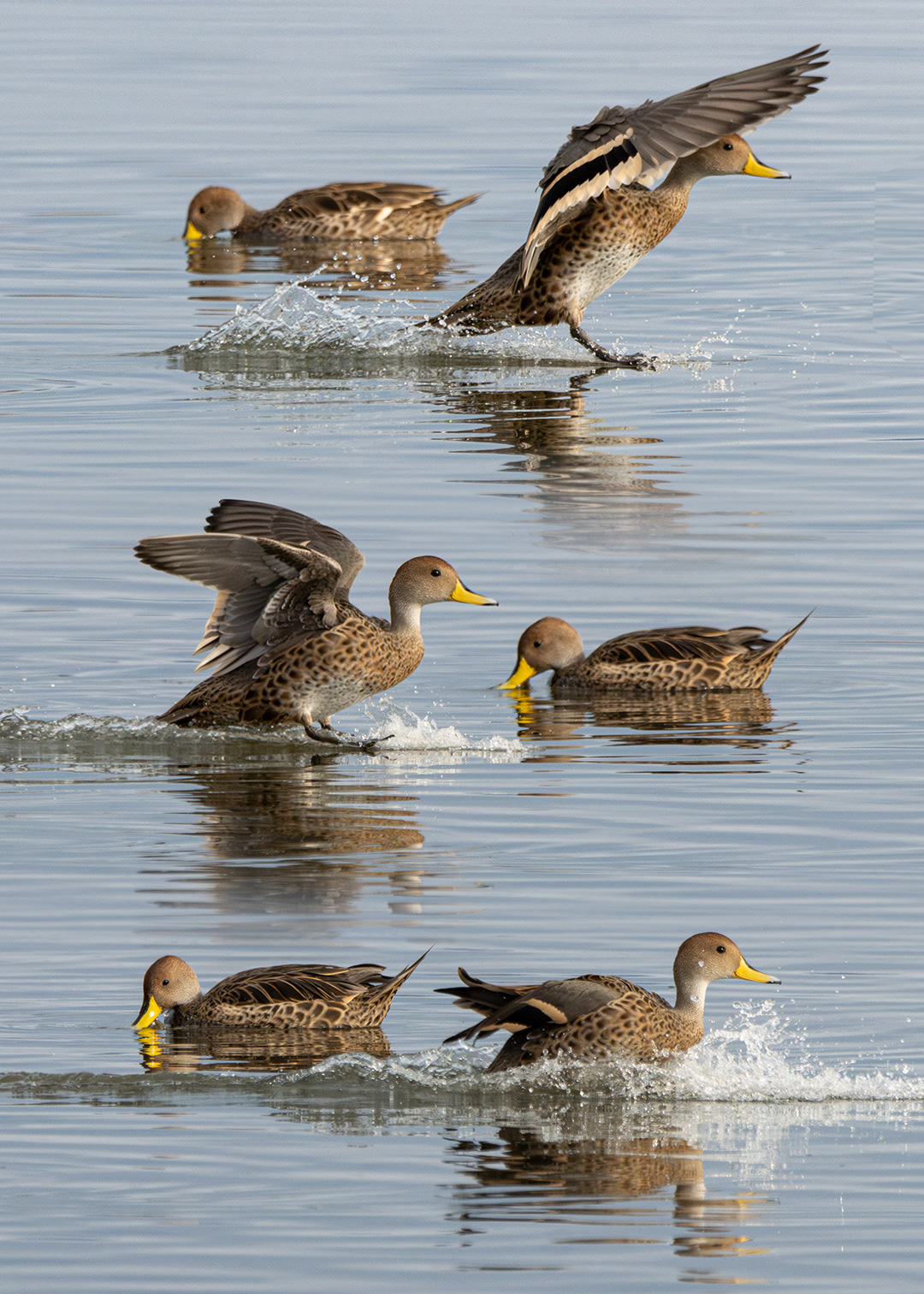 Pato maicero (Anas georgica)