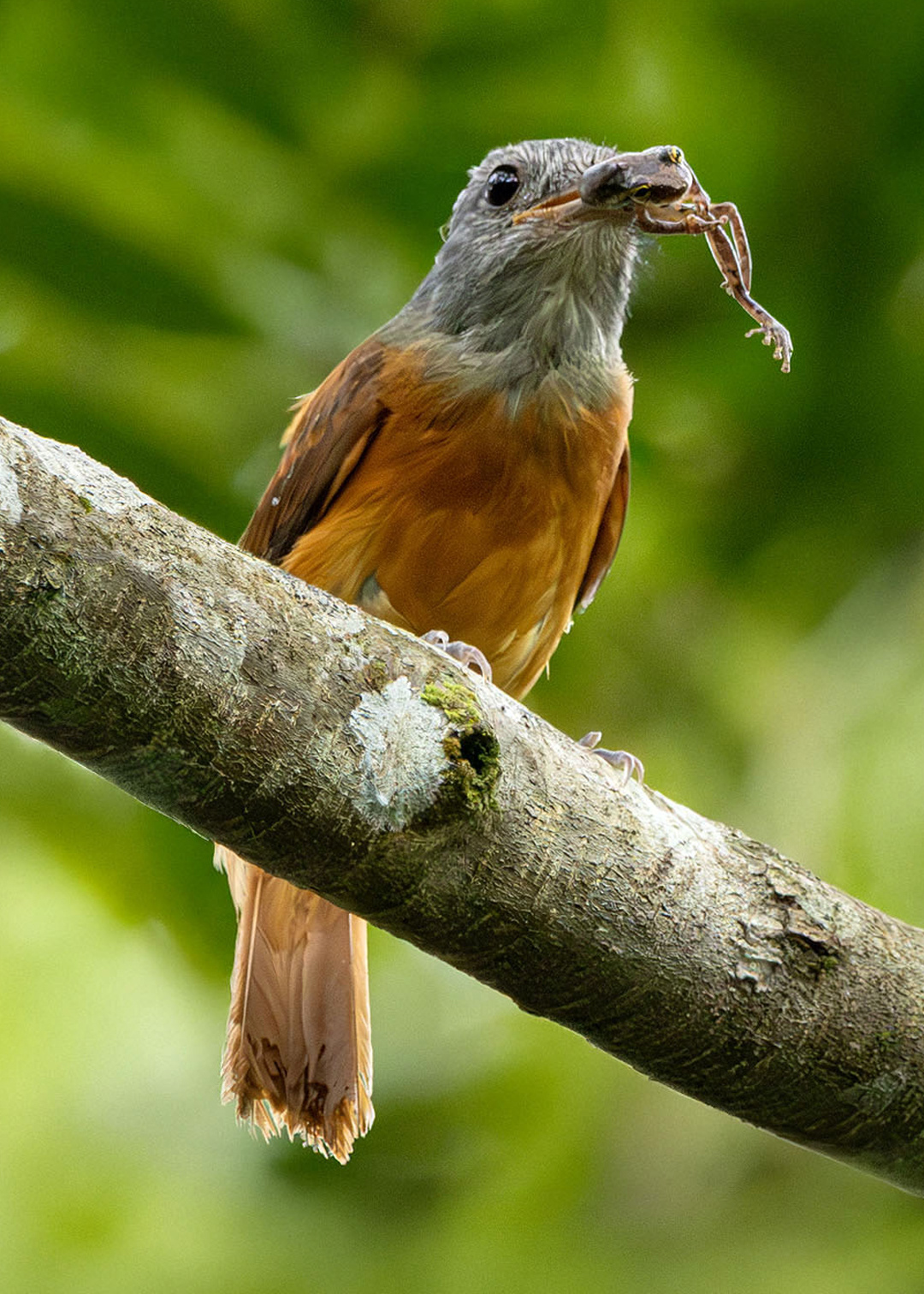 Capitão-de-saíra (Attila rufus)