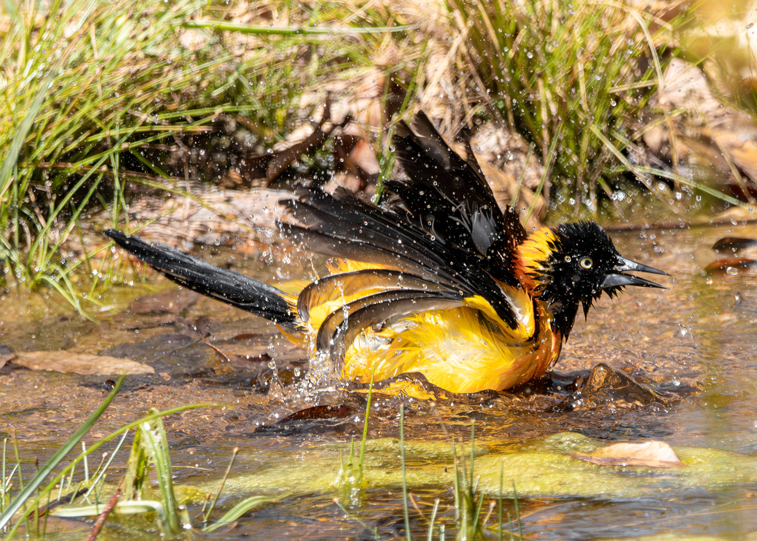 Sofreu (Icterus jamacaii)