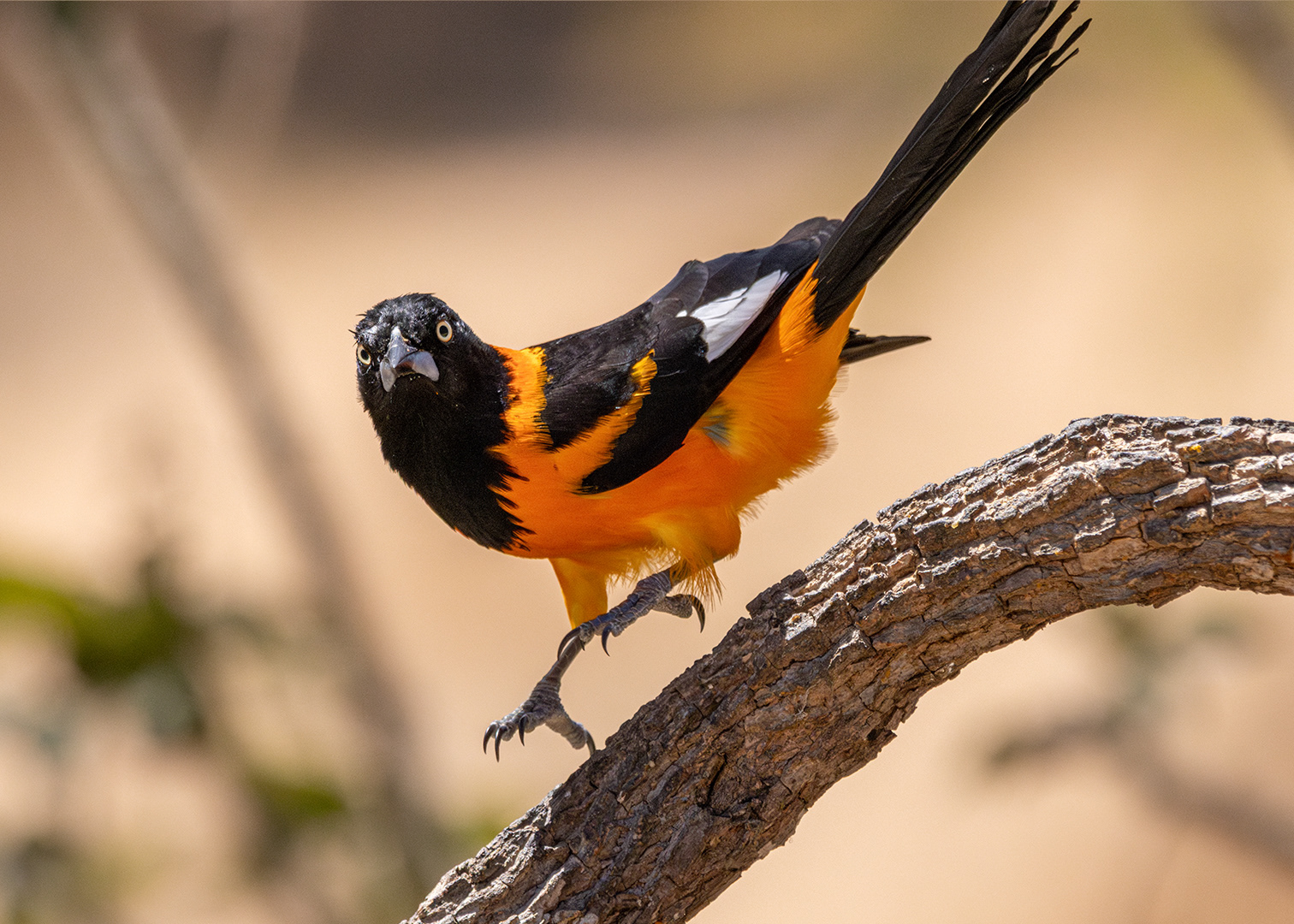 Sofreu (Icterus jamacaii)