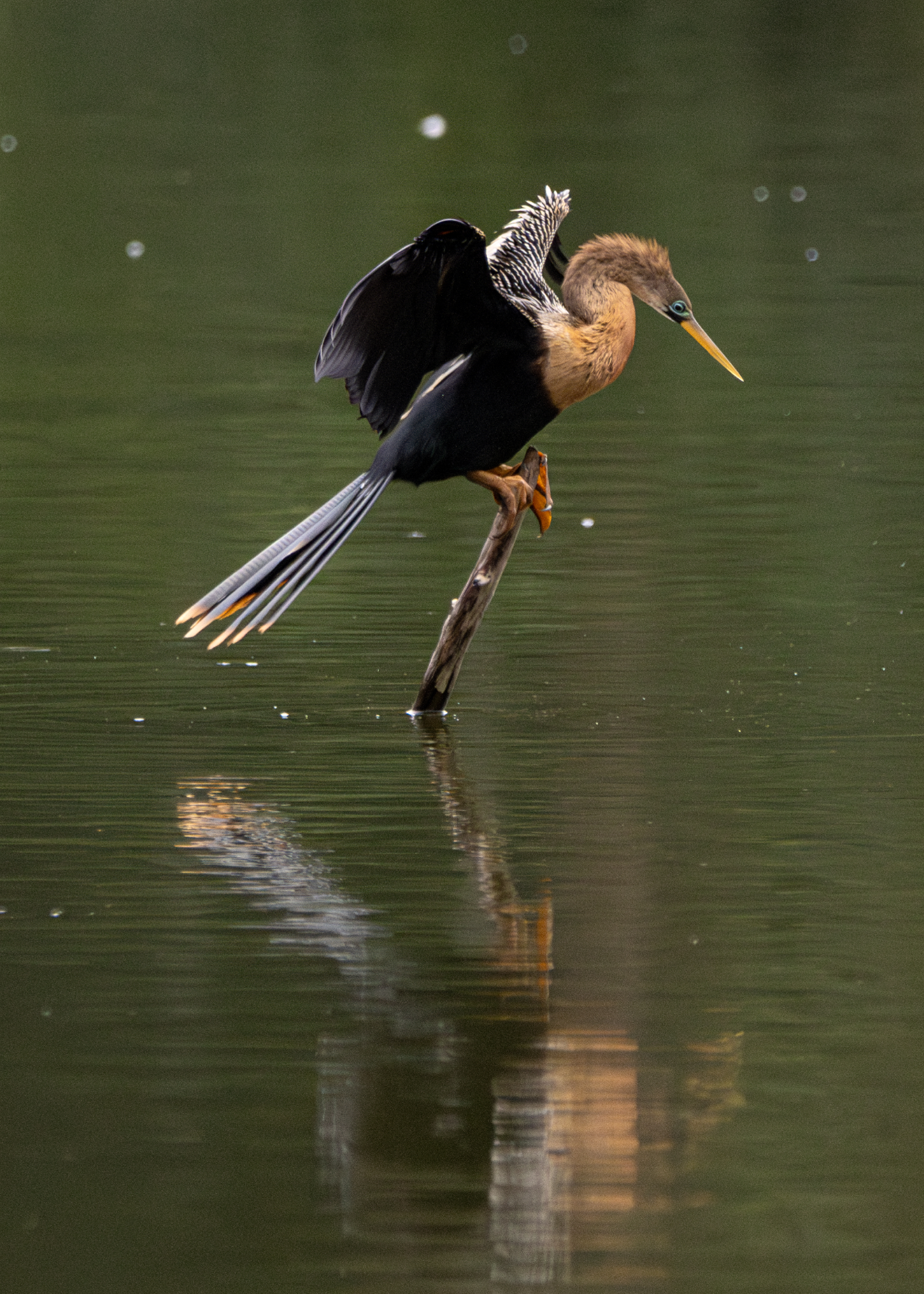 Biguatinga ♀ (Anhinga anhinga)