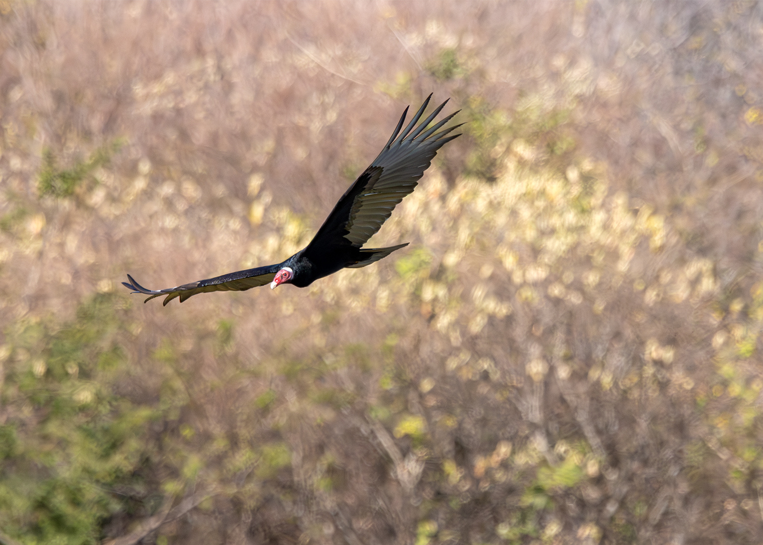 Urubu-de-cabeça-vermelha (Cathartes aura)