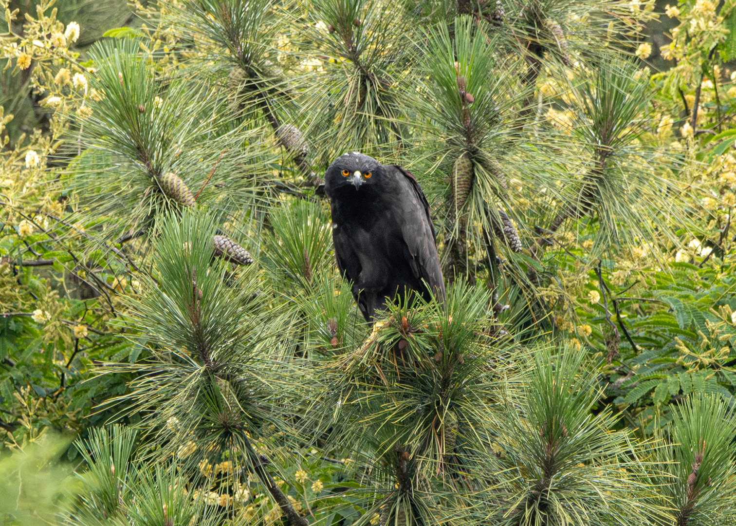 Águia-pega-macaco (Spizaetus tyrannus)