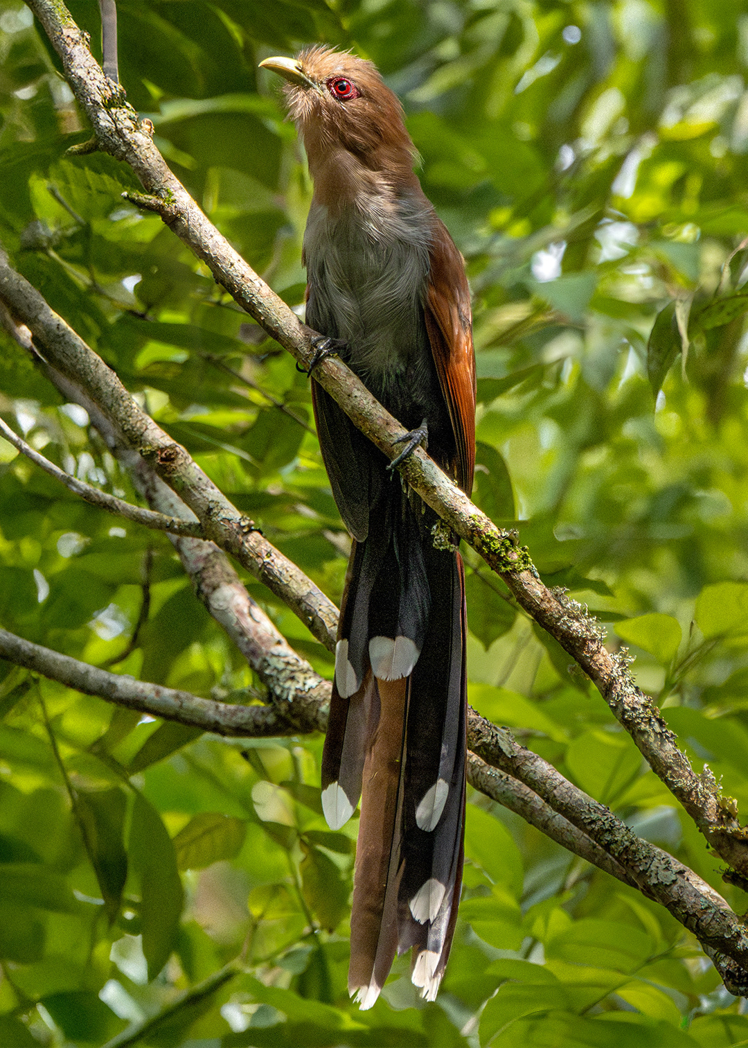 Alma-de-gato (Piaya cayana)