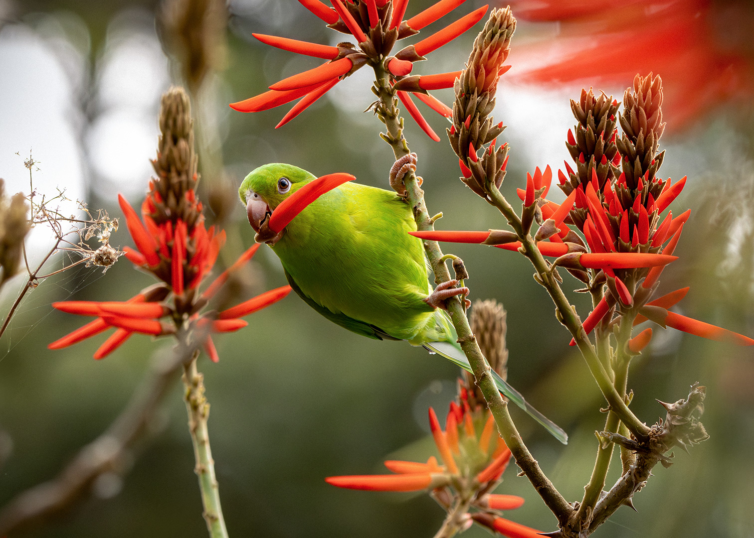 Periquito-rico (Brotogeris tirica)