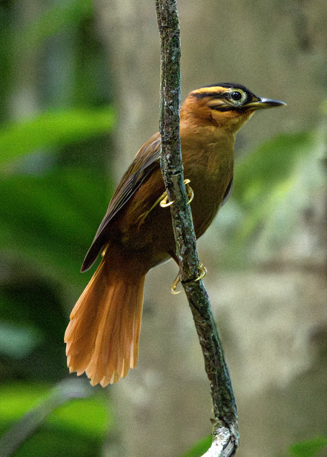Limpa-folha-coroado (Philydor atricapillus)