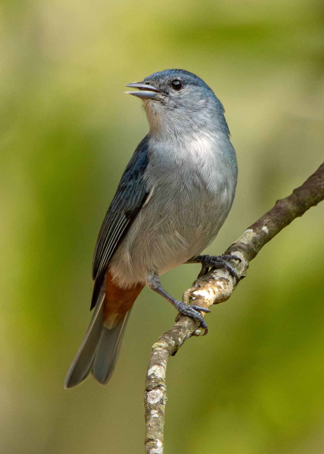 Figuinha-de-rabo-castanho ♂ (Conirostrum speciosum)