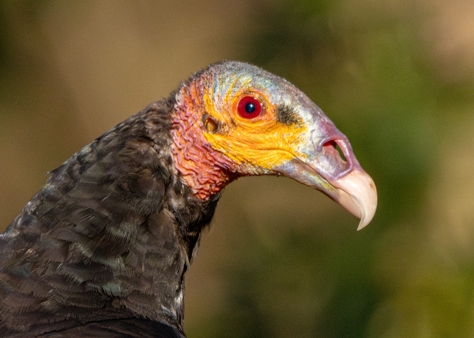 Urubu-de-cabeça-amarela (Cathartes burrovianus)