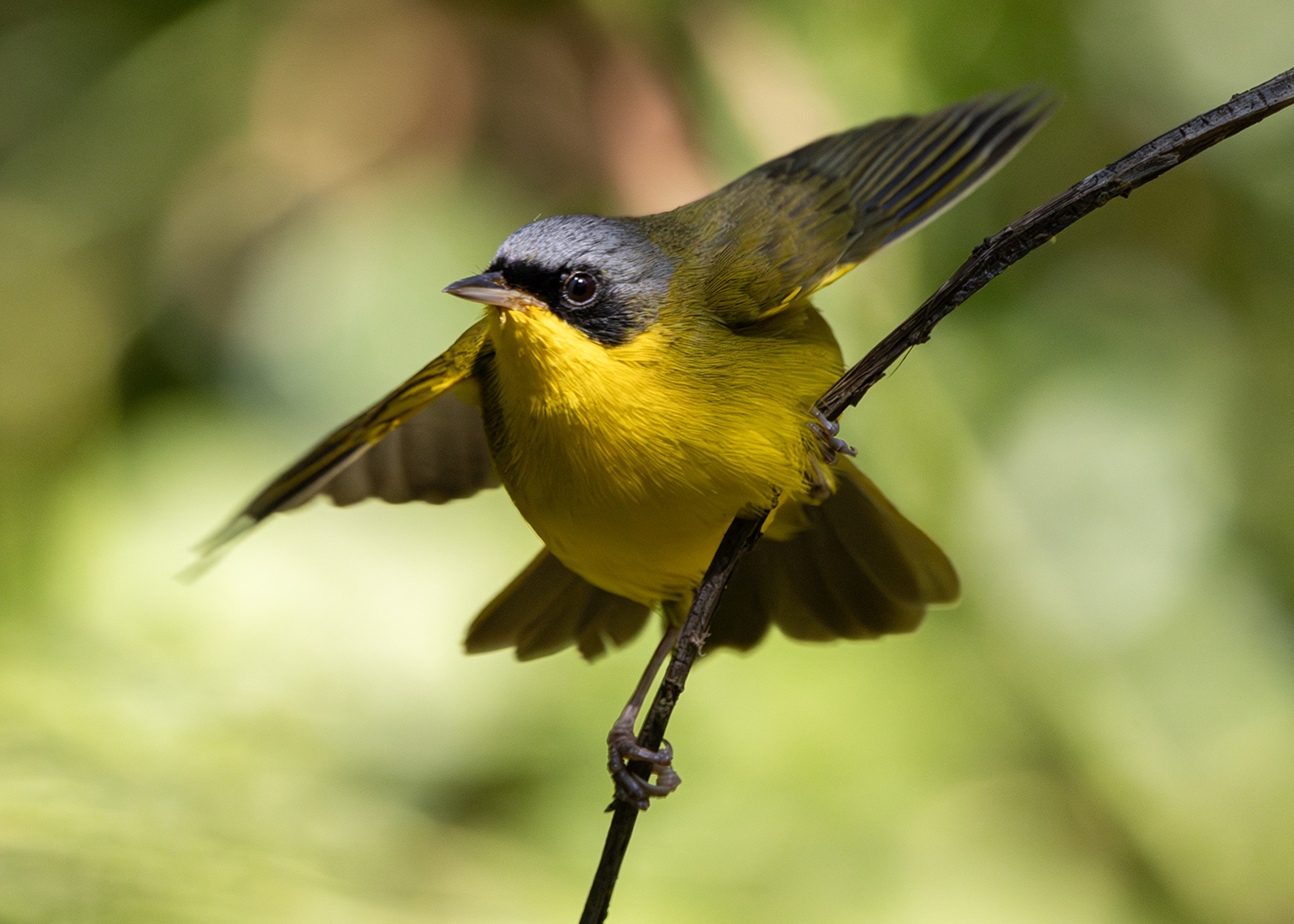 Pia-cobra ♂ (Geothlypis aequinoctialis)