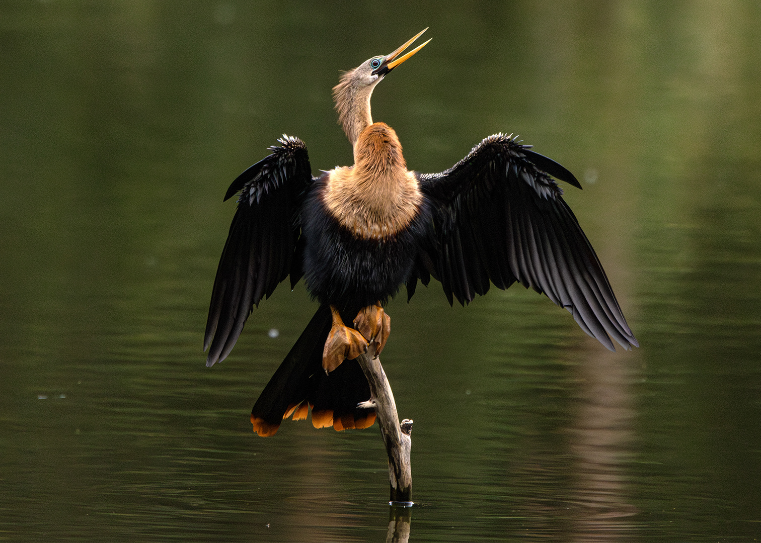 Biguatinga ♀ (Anhinga anhinga)