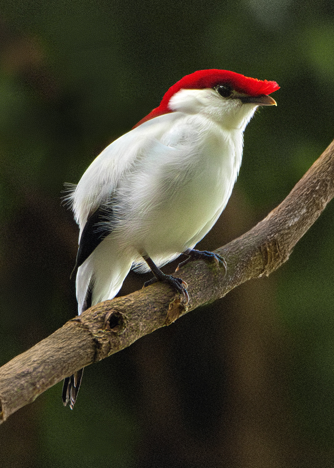 Soldadinho-do-araripe ♂ (Antilophia bokermanni)