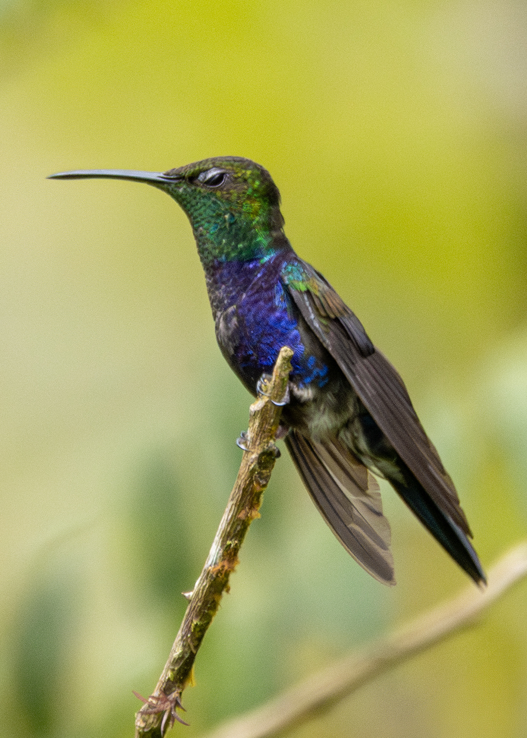 Beija-flor-tesoura-verde ♂ (Thalurania furcata)