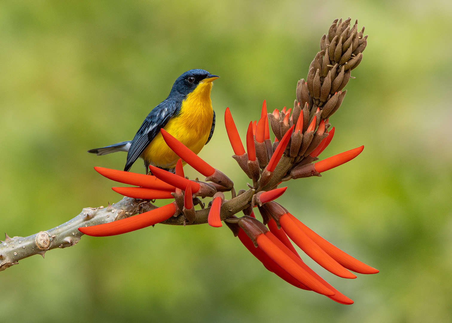 Mariquita (Setophaga pitiayumi)
