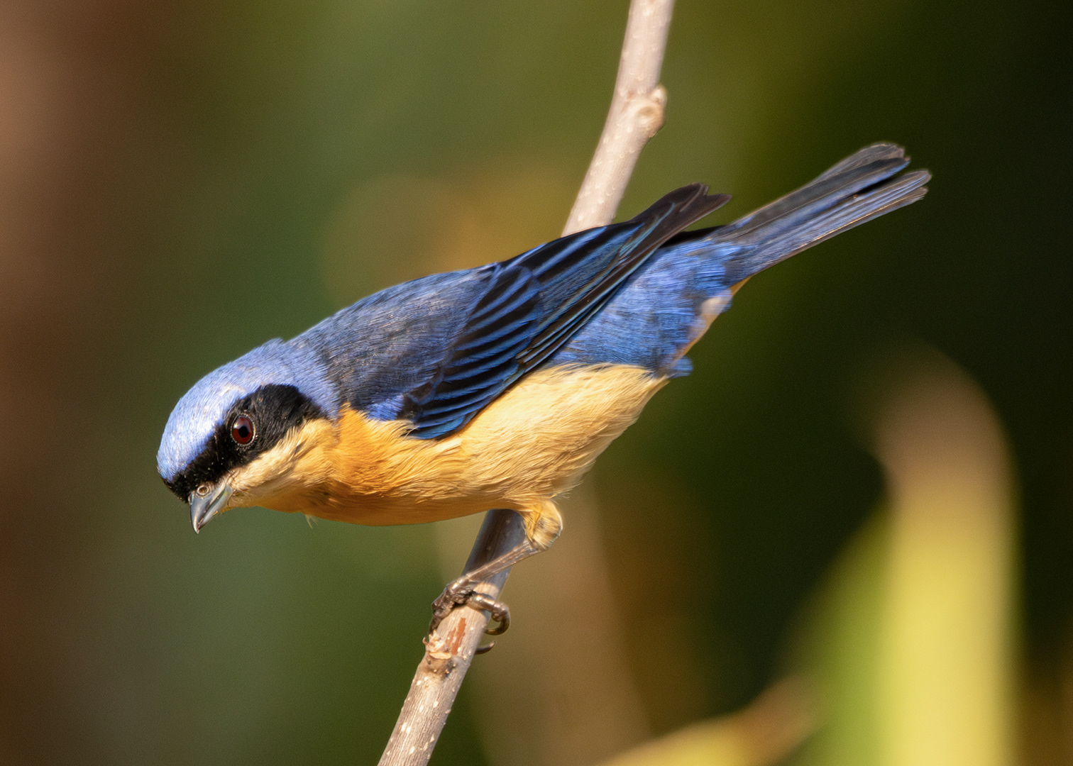 Saíra-viúva ♂ (Pipraeidea melanonota)