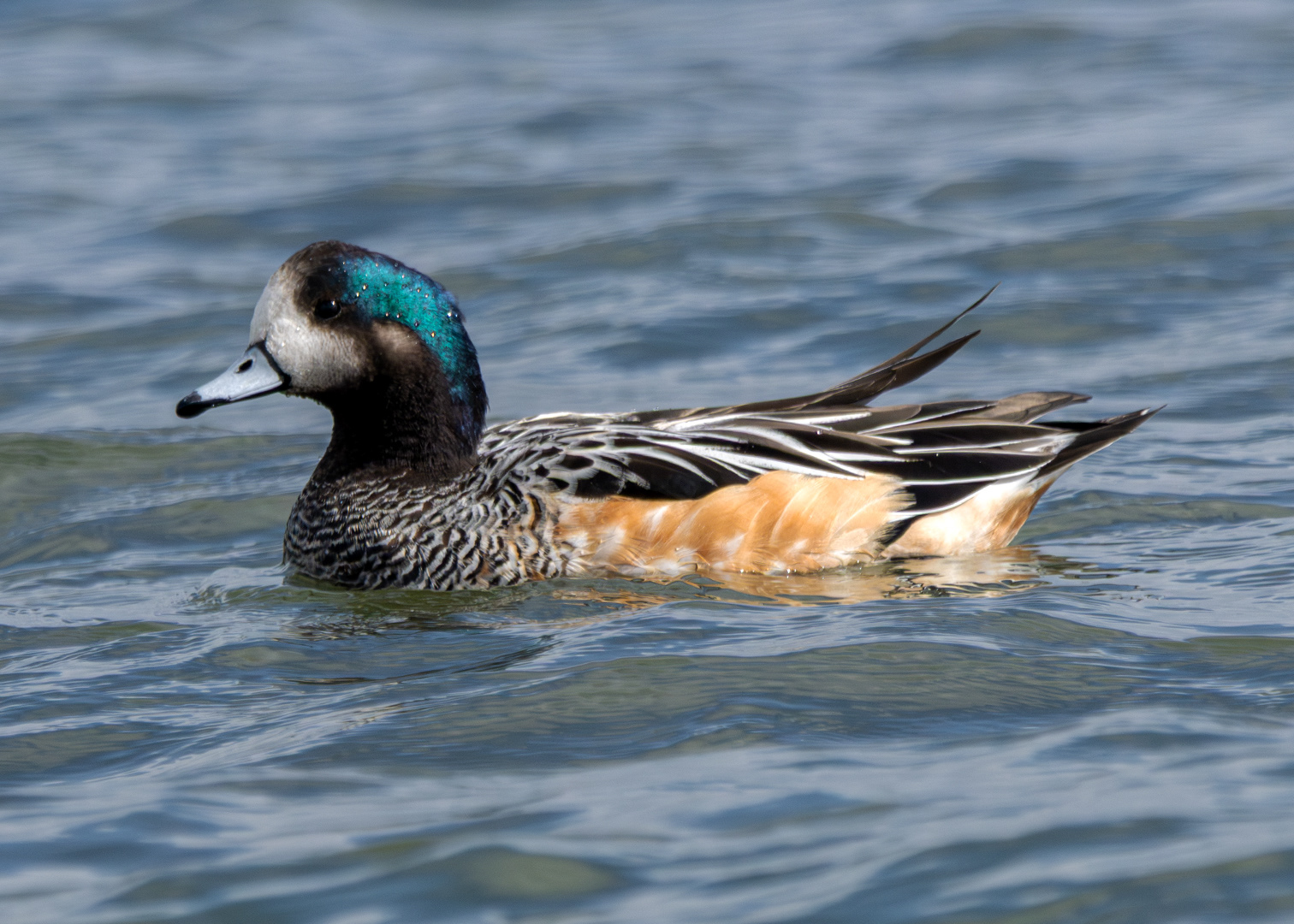Pato overo (Mareca sibilatrix)