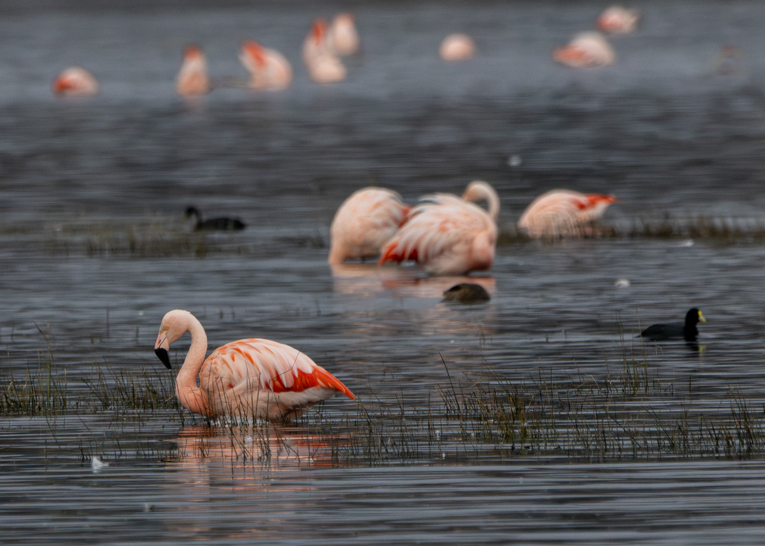 Flamenco austral (Phoenicopterus chilensis)