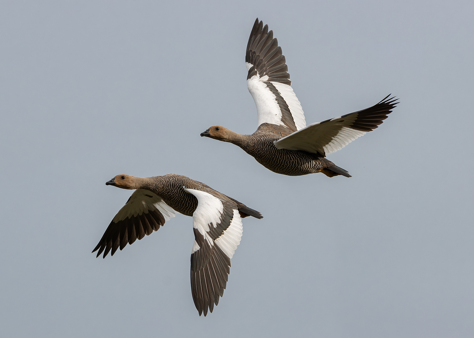 Cauquén común ♀ (Chloephaga picta)