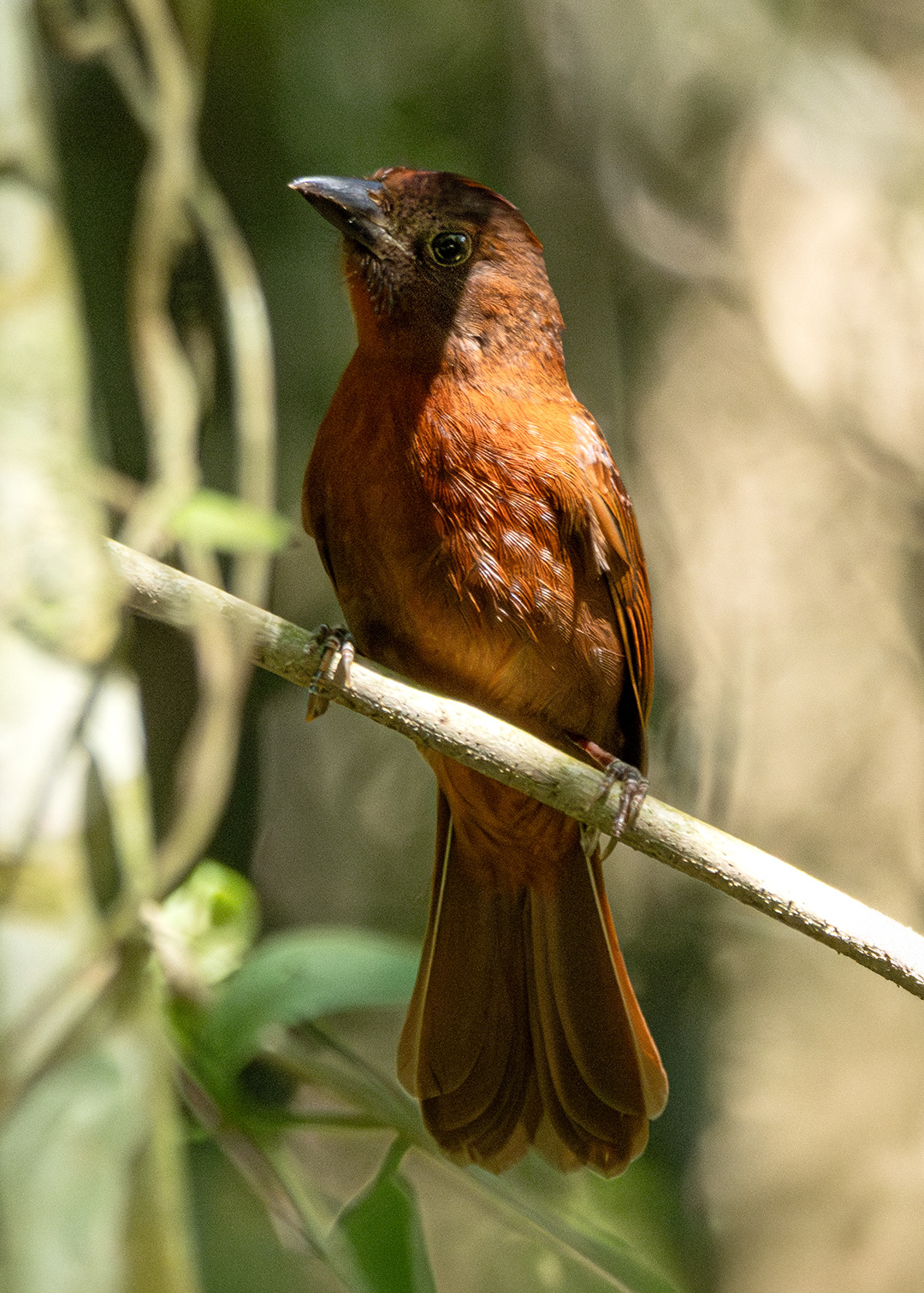 Tiê-de-bando (Habia rubica)
