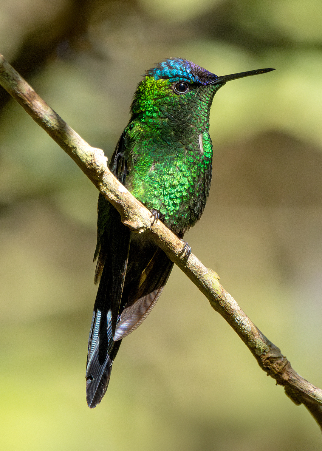 Beija-flor-de-fronte-violeta ♂ (Thalurania glaucopis)